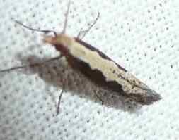 diamondback moth